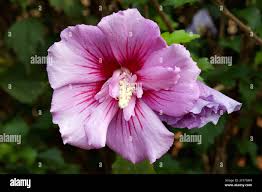 Image result for Hibiscus syriacus Violet Clair Double