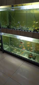 Ikan ini mempunyai bentuk dan karakter yang unik dan cenderung agresif dalam mempertahankan wilayahnya. Ikan Hias Produk Umkm Kabupaten Jember