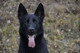 We did not find results for: Why Do German Shepherds Growl German Shepherd Dog Hq