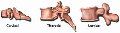 Image result for Lumbar vertebrae