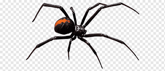 Iron man captain america black widow avengers: Redback Spider Spider Bite Spider Web Pest Control Black Widow Spider Bite Pest Control Black Widow Spider Web Png Pngwing