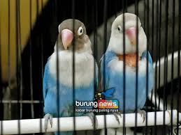 You can streaming and download for. New Gelora Arjuna Batu Bunga Surga Murka Kolang Kaling Turun Di Mp 80 Burungnews