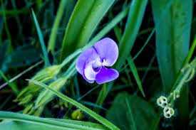 Image result for Dolichos angustifolius