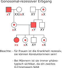 Theoretisches material zum thema stammbaumanalyse. Freies Lehrbuch Biologie 08 16 Erbkrankheiten Ii