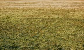 My lawn was almost dead but after 3 visits from green thumb it's had the most remarkable outcome it's been will take responsibility of treating the lawn myself which will probably cost more plus the effort but hopefully. The Average Cost Of Lawn Treatment