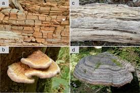 Fabulous mushroom glade in the autumn season. Evolutionary Dynamics Of Host Specialization In Wood Decay Fungi Bmc Ecology And Evolution Full Text