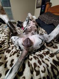 しゃけいぬ on X: ナイスすけべ！！ t.cotvrZsNlHXY  X