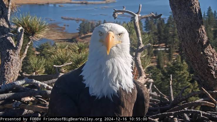 Jackie the beloved Big Bear bald eagle dies | KTLA