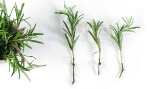 Image result for rosemary cuttings