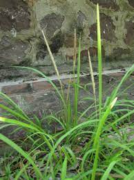 Cogon … useful english dictionary. Alang Alang Imperata Cylindrica Feedipedia