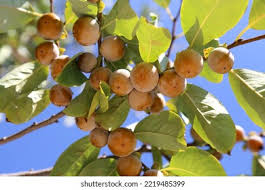 Image result for Ebenaceae