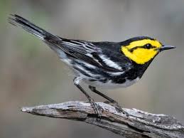 It breeds on the high arctic tundra of alaska and canada and winters in the grasslands of central and southern south america. Golden Cheeked Warbler Identification All About Birds Cornell Lab Of Ornithology
