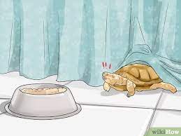 3 Ways To Find A Turtle Wikihow