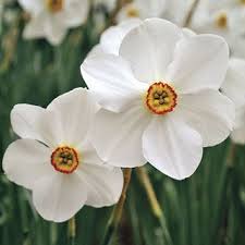 Narcissus Poeticus Var Recurvus Daffodils Deer Resistant Plants Narcissus