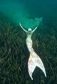 Splash Real Mermaids Le Chant Des Sirenes Mer Et Ocean