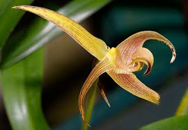Image result for Bulbophyllum elliotii