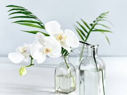 Enter a north hollywood zip code below. 10 Breathtaking Types Of White Flowers Orchid Republic Orchid Republic