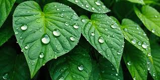 Gotas De Orvalho Em Folhas Verdes Exuberantes Fundo Da Natureza, Gotas De  Orvalho, Folhas Verdes Exuberantes, Fundo Da Natureza Imagem de plano de  fundo para download gratuito