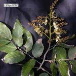 Image result for Isoberlinia tomentosa