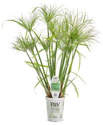 Image result for Cyperus costatus