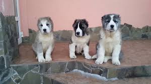 All the info you need when you are looking for puppies for sale. Alabai Central Asian Shepherd Dog Puppies Youtube