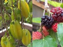 Lemon salah satu jenis tanaman buah dalam pot yang cepat berbuah lemon adalah salah satu buah jeruk yang paling dikenal dan banyak dikonsumsi. Membuat Tanaman Buah Dalam Pot Cepat Berbuah Dan Lebat Youtube