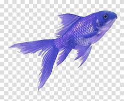Purple Aesthetic Blue Fish Transparent Background Png Clipart Purple Aesthetic Overlays Transparent Overlays Transparent Background