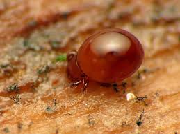 What scabies rash look like. What Are Mites Pest Control Solutions Bulwark Exterminating