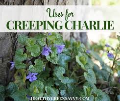 Any open areas in your landscape, such as planting beds, can be areas that creeping charlie love. Creeping Charlie Uses An Overlooked Edible Medicinal Herb