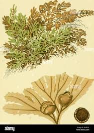 Image result for Hymenophyllum peltatum