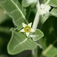 Image result for Withania somnifera