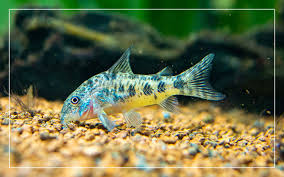 Then i drained all the water from the tank and. 15 Best Aquarium Catfish Species With Pictures
