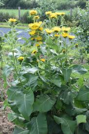 Image result for Inula