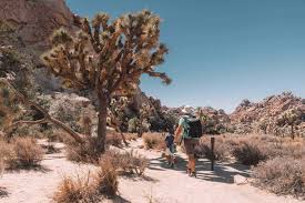The plant are closely dependent on one another for survival. Joshua Tree With Kids Planning Your Joshua Tree Day Trip