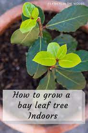 How To Grow A Bay Leaf Tree Bay Leaf Tree Bay Leaf Plant Plants