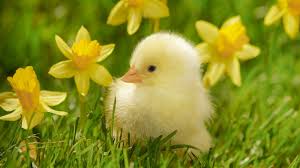 Yellow Jonquil And Daffodil Flowers Bright Green New Grass And Baby Animals Like This Soft Gray Colt Or Filly With White Star Easte Baby Animals Sprin