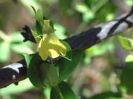 Image result for Justicia odora