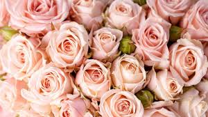Roses 5k 4k Wallpaper 8k Flowers Pink Horizontal Pink Roses Background Rose Flower Wallpaper Pink Rose Flower