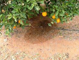 Learn the different meanings and what it means for trees and irrigation. Managing Citrus Orchards With Less Water Irrigating Agriculture Irrigating Agriculture