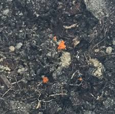 Jetzt einkaufen, zum newsletter anmelden und unsere leckeren pepita rosmarino gratis zur nächsten bestellung dazu. Kleine Orangene Insekteneier Tiere Pflanzen Garten