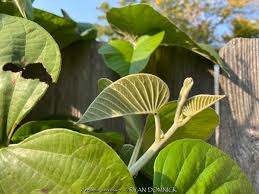 Image result for Argyreia nervosa