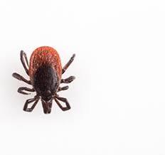 You can remove the tick yourself with a tick removal tool or with a set of tweezers. I Ve Just Found A Tick Bite Now What Do I Do Reliant Medical Group