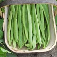 Stangenbohne Cannellino Lingot Samen bestellen - chili-shop24.de