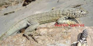 Image result for Microlophus peruvianus