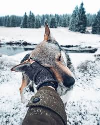 Credits To Kopernikk For This Picture August We Are Ready For You We Have Many Plans For Next Month So I H Funny Animal Pictures Animals Dog Photos