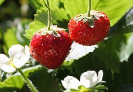 Le Varieta Di Fragole Andiamo Alla Scoperta Delle Piu Comuni Quelle Di Bosco E Una Bianca Ohga