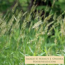 Image result for Anthoxanthum nivale