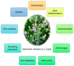 Image result for Vernonia cinerea