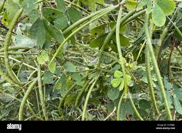 Image result for Senna obtusifolia