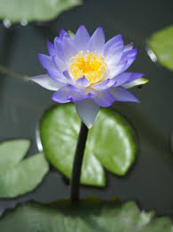 Image result for Nymphaea